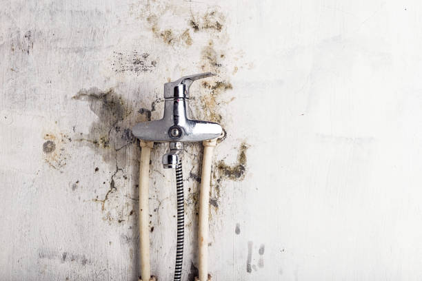 Best Mold Damage Repair  in Morris, IL