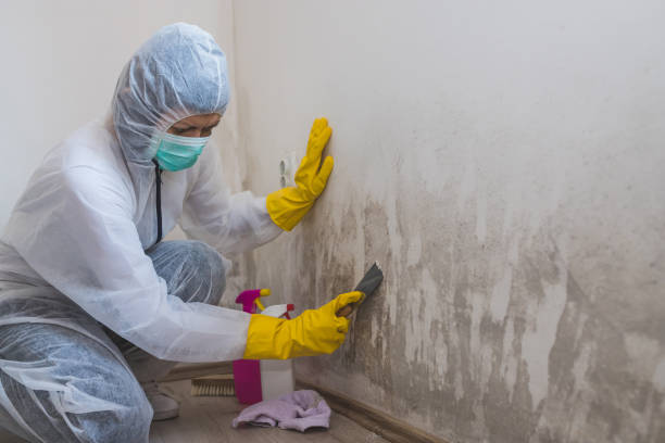 Best Professional Mold Removal  in Morris, IL