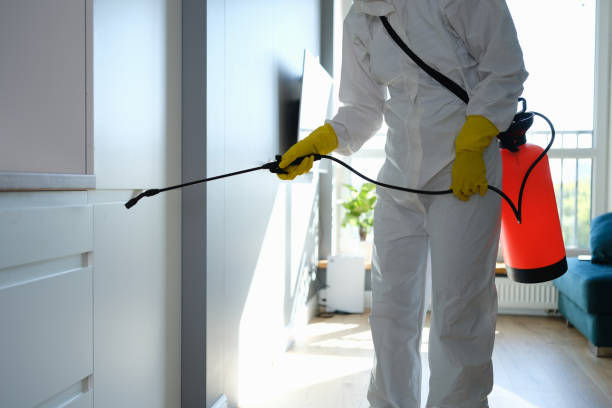 Best Crawl Space Mold Removal  in Morris, IL