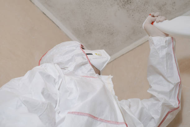 Best Residential Mold Removal  in Morris, IL