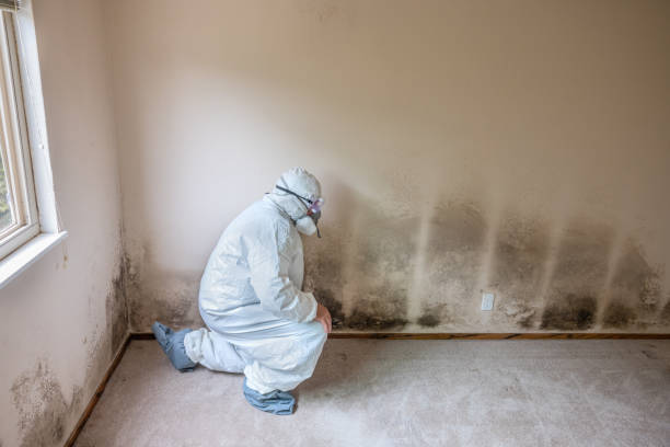Best Certified Mold Removal  in Morris, IL