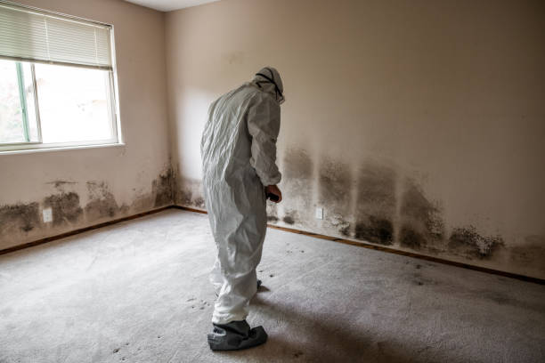Mold Removal Process in Morris, IL